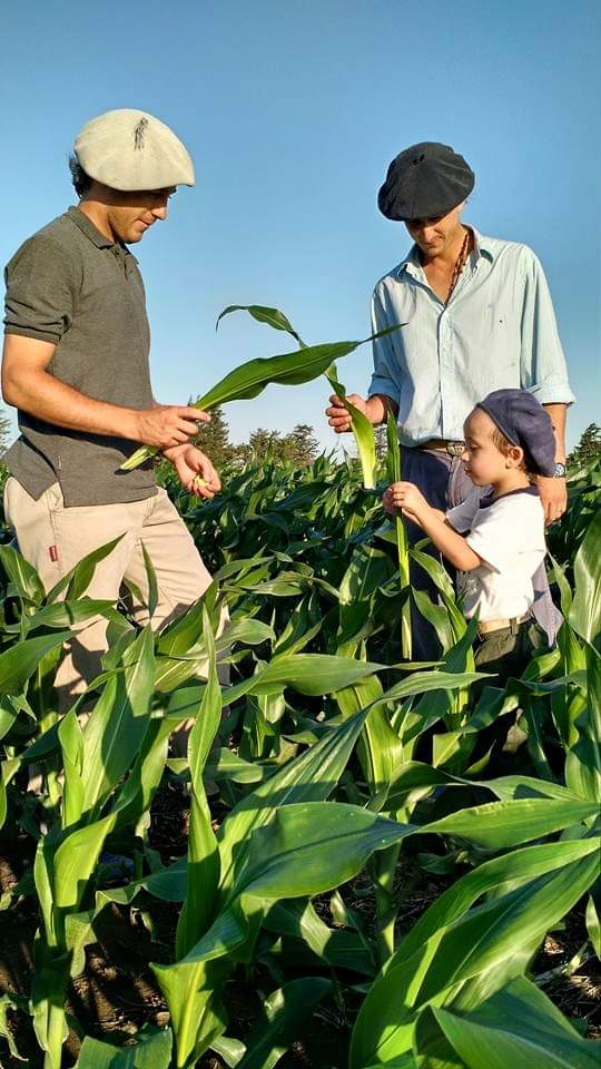 El arte de ser agricultor se aprende desde niño.
#cosasdelcampo 
#cosecha2019
