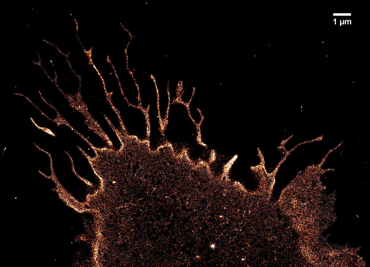 We want to contribute to #FluorescenceFriday with a picture of a mast cell. With their filopodia they crawl around the culture plate :) This #STORM image was taken in Nienhaus group, our experts for super-resolution fluorescence microscopy. #RealTimeChem