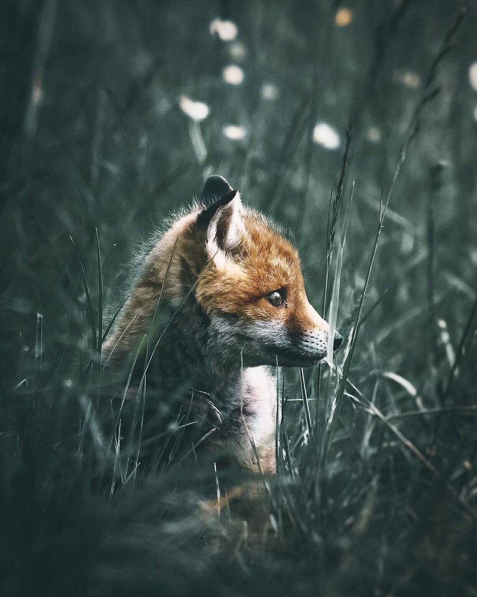 Животные в лесу. Лиса ночью. Лиса эстетика. Лиса в темном лесу. Рыжая лиса.