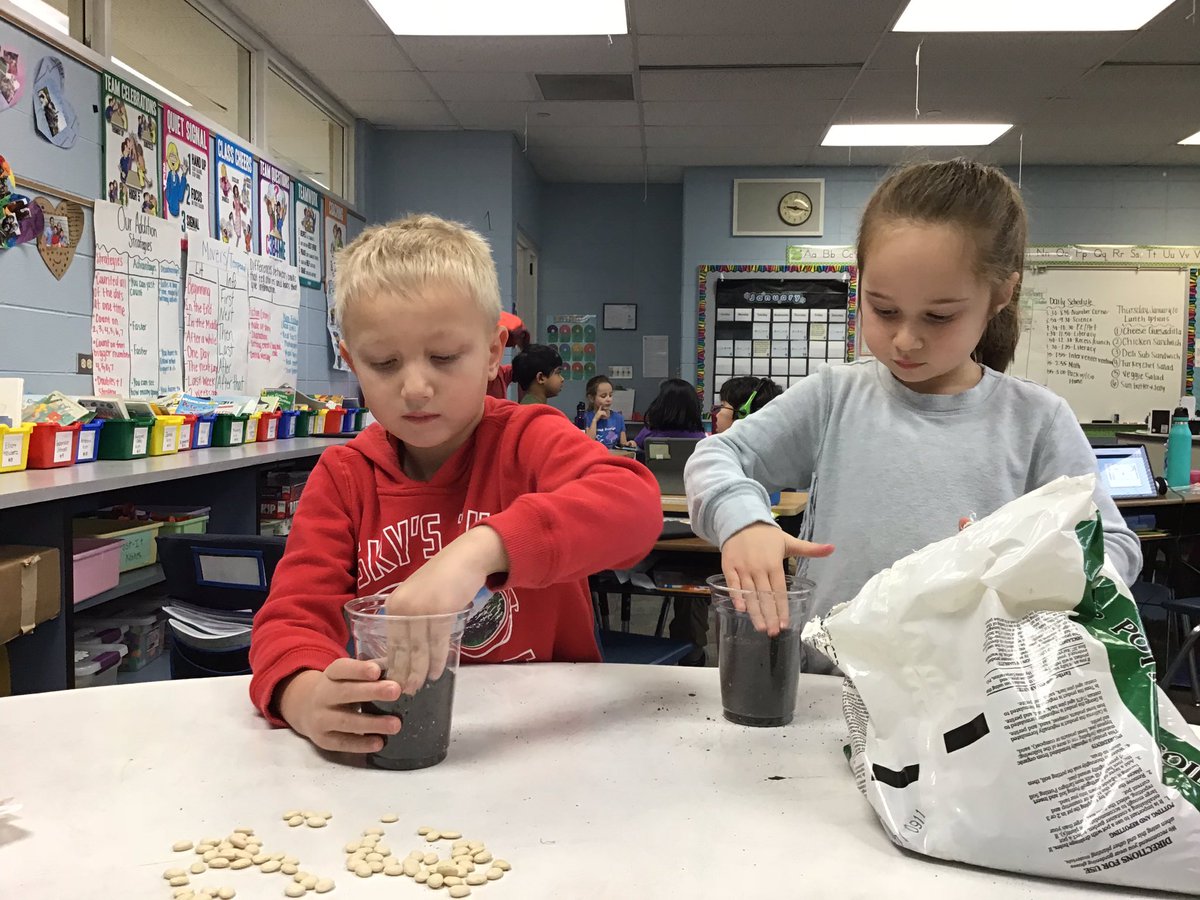 sgomberg15's tweet image. We each planted Lima bean plants in Science! What a fun day! #inspire96 #tciscience