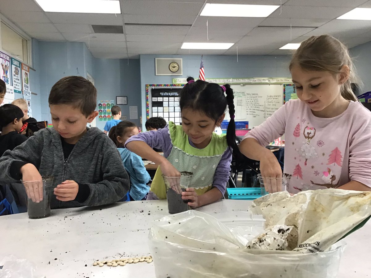 sgomberg15's tweet image. We each planted Lima bean plants in Science! What a fun day! #inspire96 #tciscience