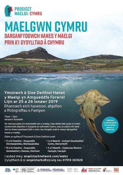 Live in #Nefyn or the #LlynPeninsula? Join us for the Angelshark History Roadshow!

Date: 25 &amp; 26 January
Time: 10-5
Location: <a href="/AmgLlynMus/">Amgueddfa Forwrol Llŷn Maritime Museum</a> 

Share your photos &amp; memories of Angelsharks or fishing in #Wales and find out more about the species

<a href="/LLynPeninsula/">Peninsula Magazine</a> @LlynInfo <a href="/WeLoveLlyn/">We Love Llŷn</a>