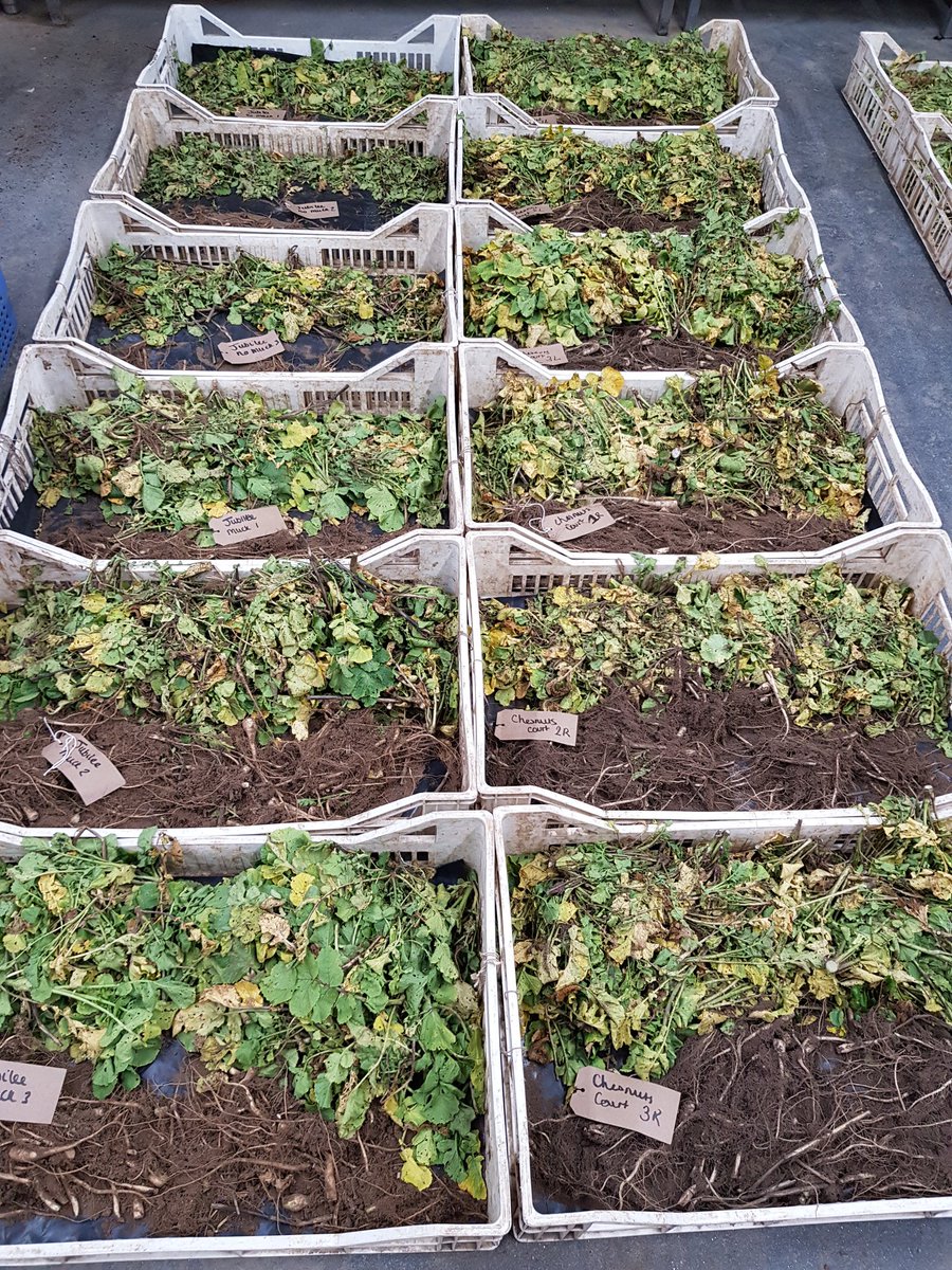 AndrewF1882's tweet photo. Biofumigant assessment day! @LEAF_Farming #IFMinpractice https://t.co/Q2xBRAoBGT