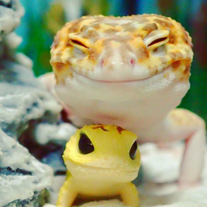 paiva's tweet photo. repassem o lagartinho feliz com seu brinquedo de lagartinho até atingirmos a paz mundial https://t.co/ZvQYOFgP9X