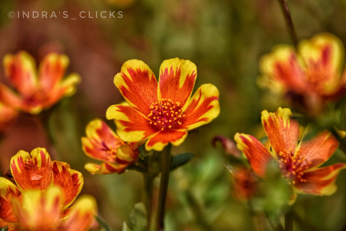 IndraClicks's tweet photo. Sun-kissed!☀️🌸
#nature #naturelovers #natureclick #flower #morningmotivation #morningmode☀️
.
@indras_clicks
.
#candidphotography #flowerstagram #flowlife #nikond7200 #clickmode #nikon_photo #nikonlovers #lifeofphotography #photographylife #photomania #India https://t.co/NCZuC5LcG7