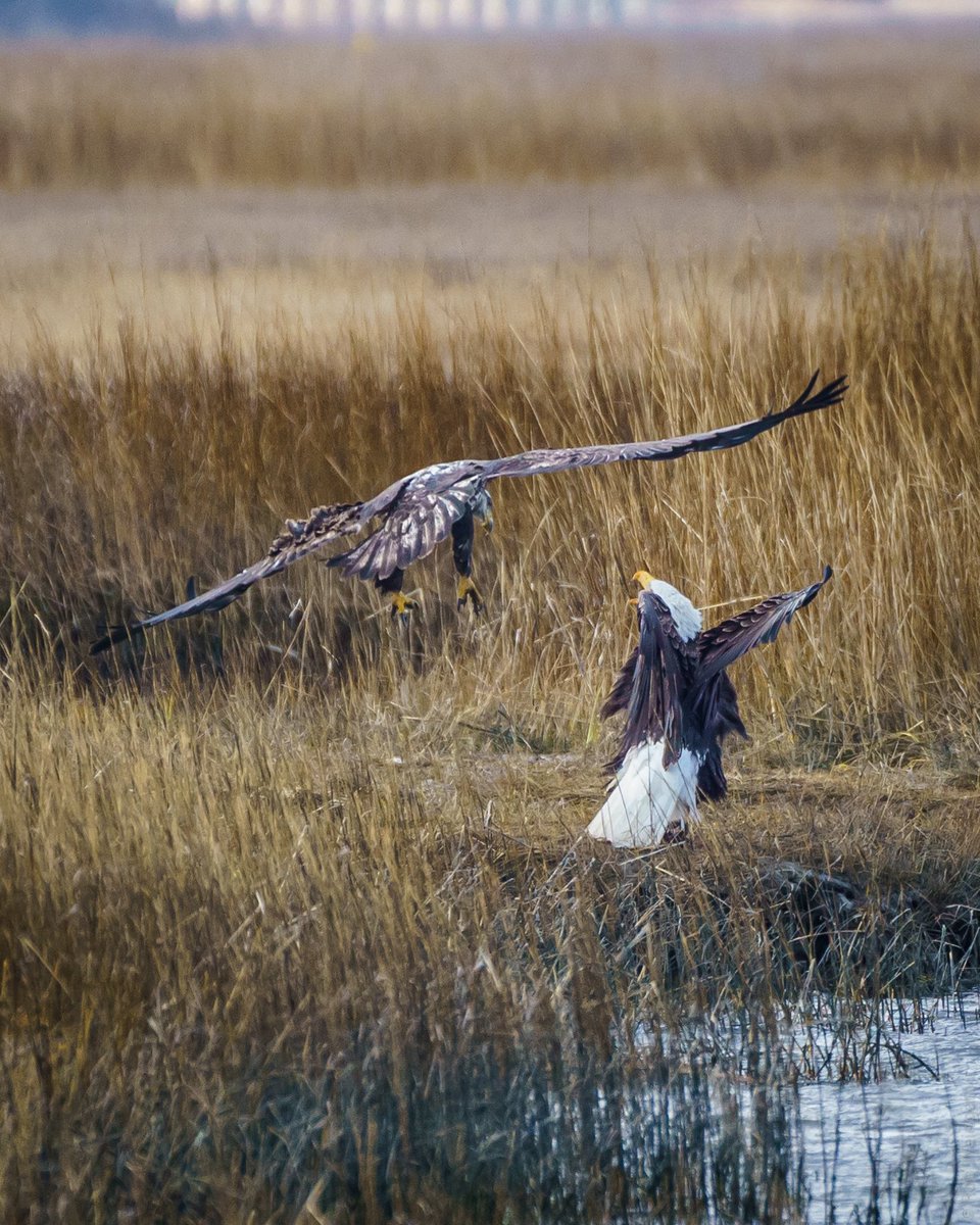 subtraho's tweet image. Fish Theft Averted! (3 photos)

#baldeagle #eagle #defensiveposture
#wildlife #wildlifephotography #birding