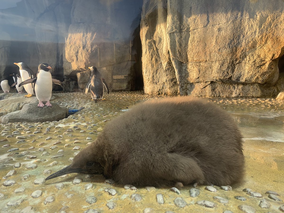 親より大きいもふもふボディのオウサマペンギンの雛さんの貫禄とかわいさ ヒナの方がボス感あるよね Togetter