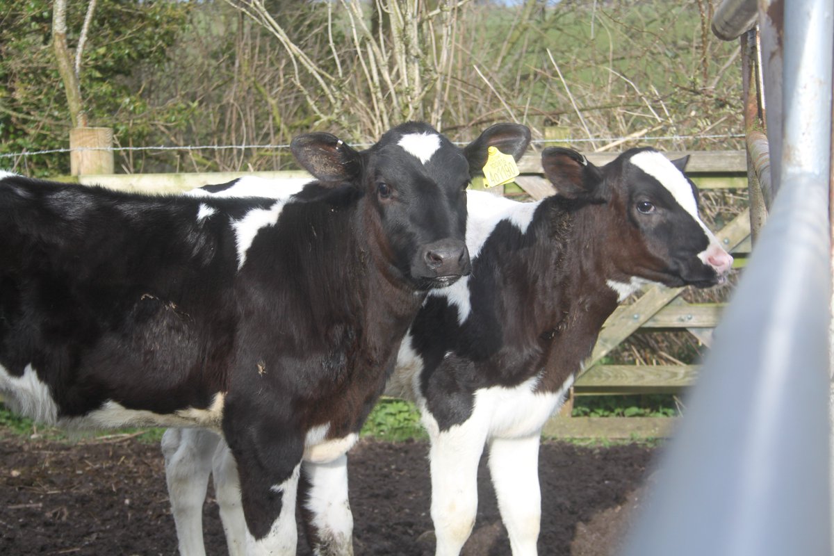 HallCottages's tweet photo. Red Hall Farm Holiday Cottages are now on Twitter! Located just outside the beautiful #LakeDistrict, we offer two family and environmentally-friendly self-catered cottages, set on our award winning working dairy farm. #eco #familyholiday #familyfriendly #nature https://t.co/WfBBgQpFEd