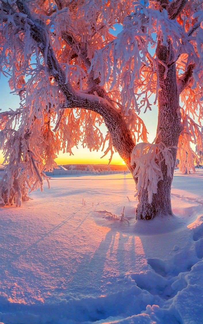 Morning greetings from the North and happy Friday. We wish ALL of our friends and followers a wonderful weekend, wherever you are. And #FF one and all. 🕊

"Kindness changes everything." - unknown 
#WolfFamily #FollowFriday