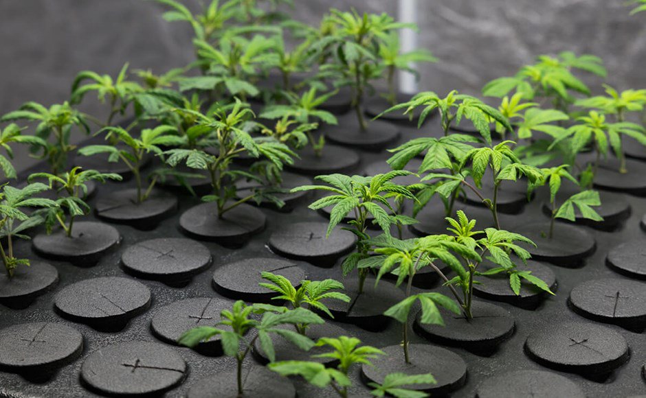 AceTheGrow tweet media