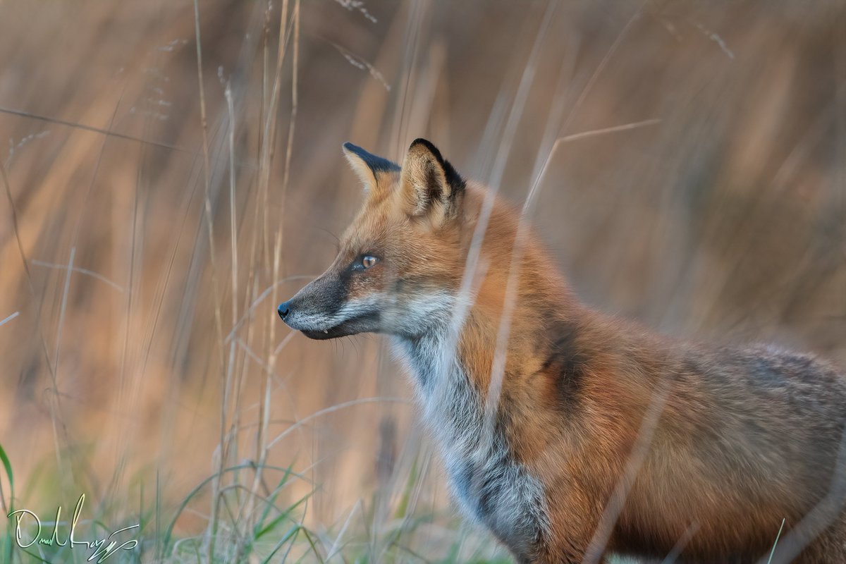 Tall grass Fox
#nikon #lenscoat #benro #Fox #vulpesvulpes #redfox #wildlife #nature #outdoors #wild #photographer #photooftheday