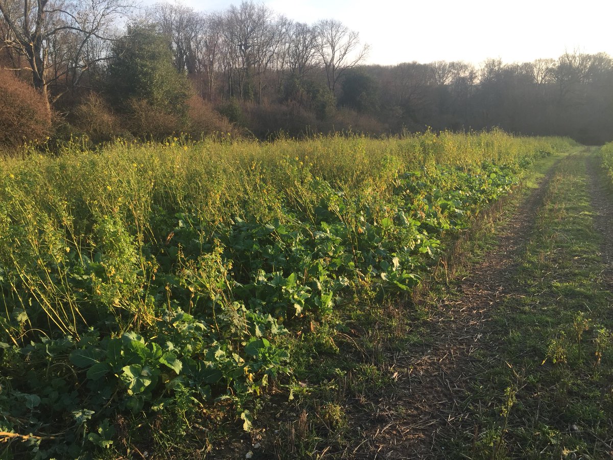 A bespoke rescue mix lasting well through the season 👍👍👍

Have a good weekend everybody!! 

#FridayFeeling <a href="/NationalGamekee/">National Gamekeepers</a>