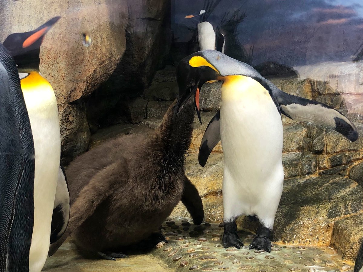 親より大きいもふもふボディのオウサマペンギンの雛さんの貫禄とかわいさ ヒナの方がボス感あるよね Togetter 親より大きいもふもふボディのオウサマペンギンの雛さんの貫禄とかわいさ ヒナの方がボス感あるよね Togetter