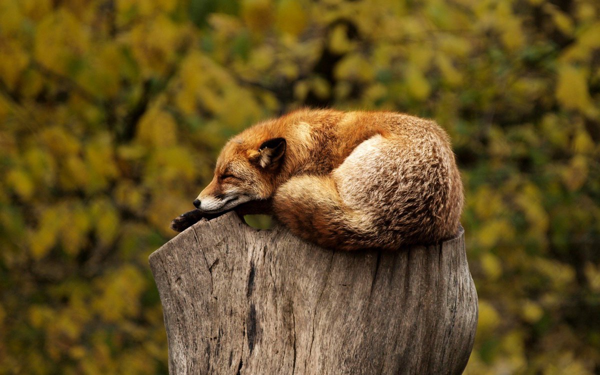 #Wildlife, #Deer, #Mammal, #Young, #Animal

Best Animal Tracking App - For More Visit Now: whereswild.com

Source: Pixabay