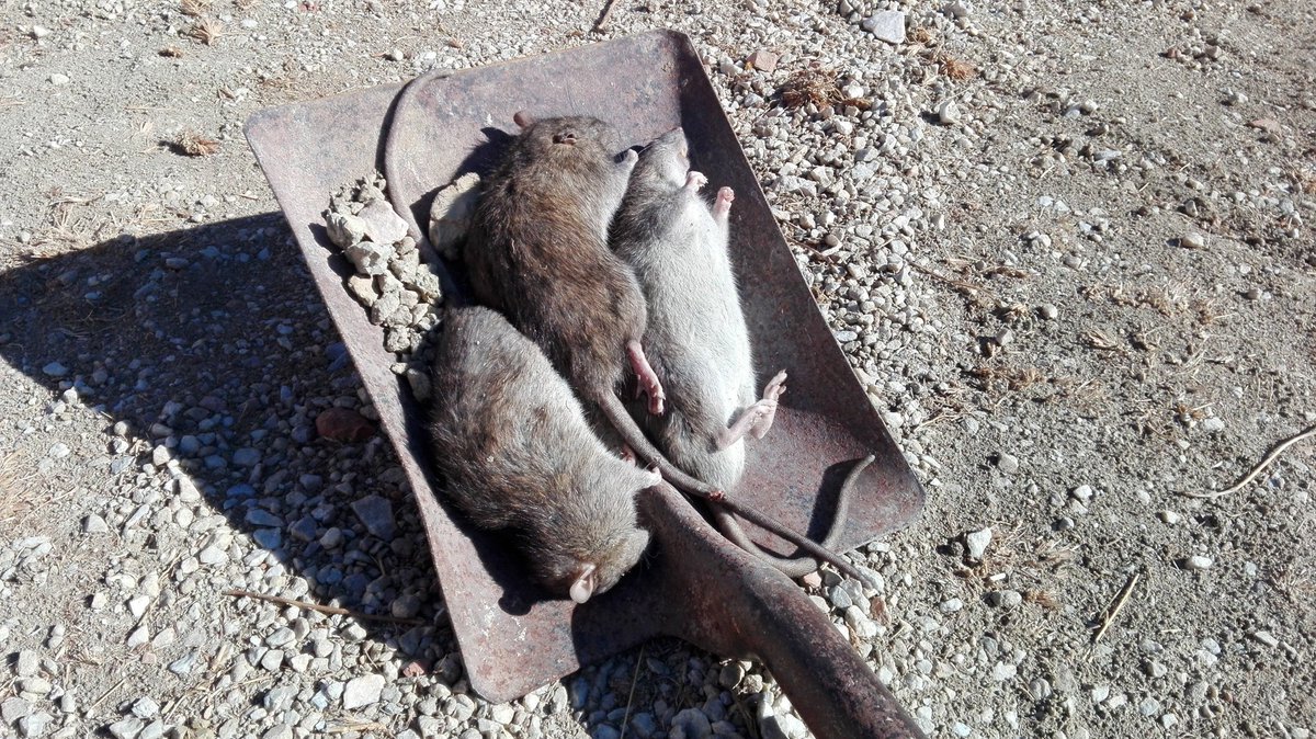 Paco_Guzman_'s tweet photo. Basuras, ratas, aguas estancadas, hacen de los #Asperones de #Málaga una barriada inhabitable e insaludable
Sin papeleras en todo el barrio, ni contenedores de RSU, ni contenedores de reciclajes. #AsperonesDignidad @DefensorAndaluz https://t.co/kAOA2bD8XK