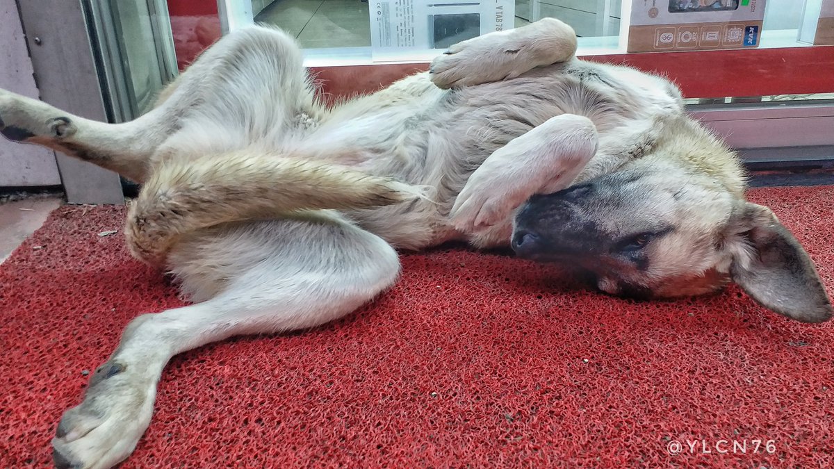 ylcn76's tweet photo. İnsanın insanlardan kaçışıdır hayvan sevgisi. 🐕🐩
#kendikadrajım #c9pro #tasarım #turkfotocular 
#siyah #tbt #özçekim #yaratıcılık #ylcn76 #kışmasalı https://t.co/XlOdd1MGnj