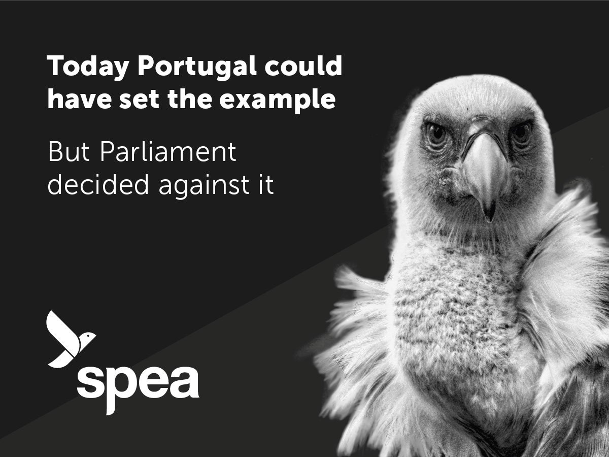 spea_birdlife's tweet photo. @qteodosio @4Vultures @BirdLifeEurope @SEO_BirdLife @BirdLife_News @jorge_seo @AsunSEO @RMarti_SEO @news_rapha @GuiXiYoung @HarrietBirdlife @_Ivan_Ramirez @BirdLife_CEO @LIFEprogramme Unfortunately, common sense and prevention were overruled by political maneuvering. We're saddened by this decision, and can only hope that the relevant authority does not authorise any veterinary drugs containing diclofenac.
#banvetdiclofenac https://t.co/lNoVRyltey