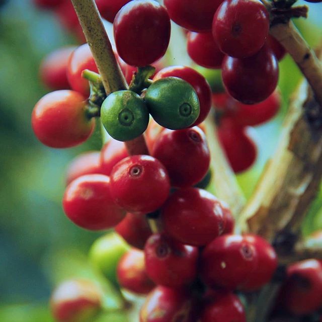Sekarang adalah saat-saat paceklik pasokan beras kopi untuk yang mau merendang. Ibu bapak petani di Indonesia biasanya cuma panen sela saat ini, jadi harus nunggu lagi sampai Mei atau Juni untuk panen raya. Stok di gudang masih cukup, juragans?⠀
°⠀
°… bit.ly/2SNRTqD