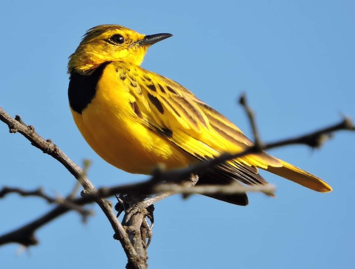 Very exciting news! 
A lonely male golden pipit has found its way to our region, much to the delight of many avid #twitchers. The golden pipit is a rare vagrant to southern Africa and this is only the 9th record for KwaZulu-Natal. 
Picture courtesy of Michael Witcomb.

#birdwatch