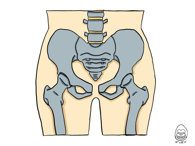 骨盤帯のtwitterイラスト検索結果