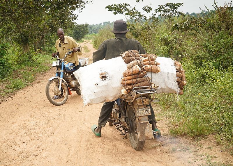 RTB_CGIAR's tweet photo. New @nature article describes how African scientists are developing improved #cassava varieties, featuring the #BASICSproject's SAH rapid multiplication technology to help varieties reach farmers faster: https://t.co/X8OIEzPIGH @IITA_CGIAR @NextGenCassava @gatesfoundation @CGIAR https://t.co/YzALzv7Fkt