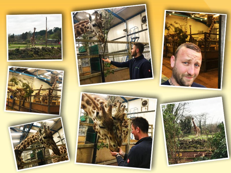 teigntrees's tweet photo. More tree work at @PaigntonZoo this week. Some of our #treecrews got a special treat last month. Feeding the #giraffes 😍 such beautiful animals, giraffes not the treecrews 😉 #teigntrees #climberperks #paigntonzoo #arborists #treework #luckylads #lovewherewework https://t.co/Tda4mgxUxH