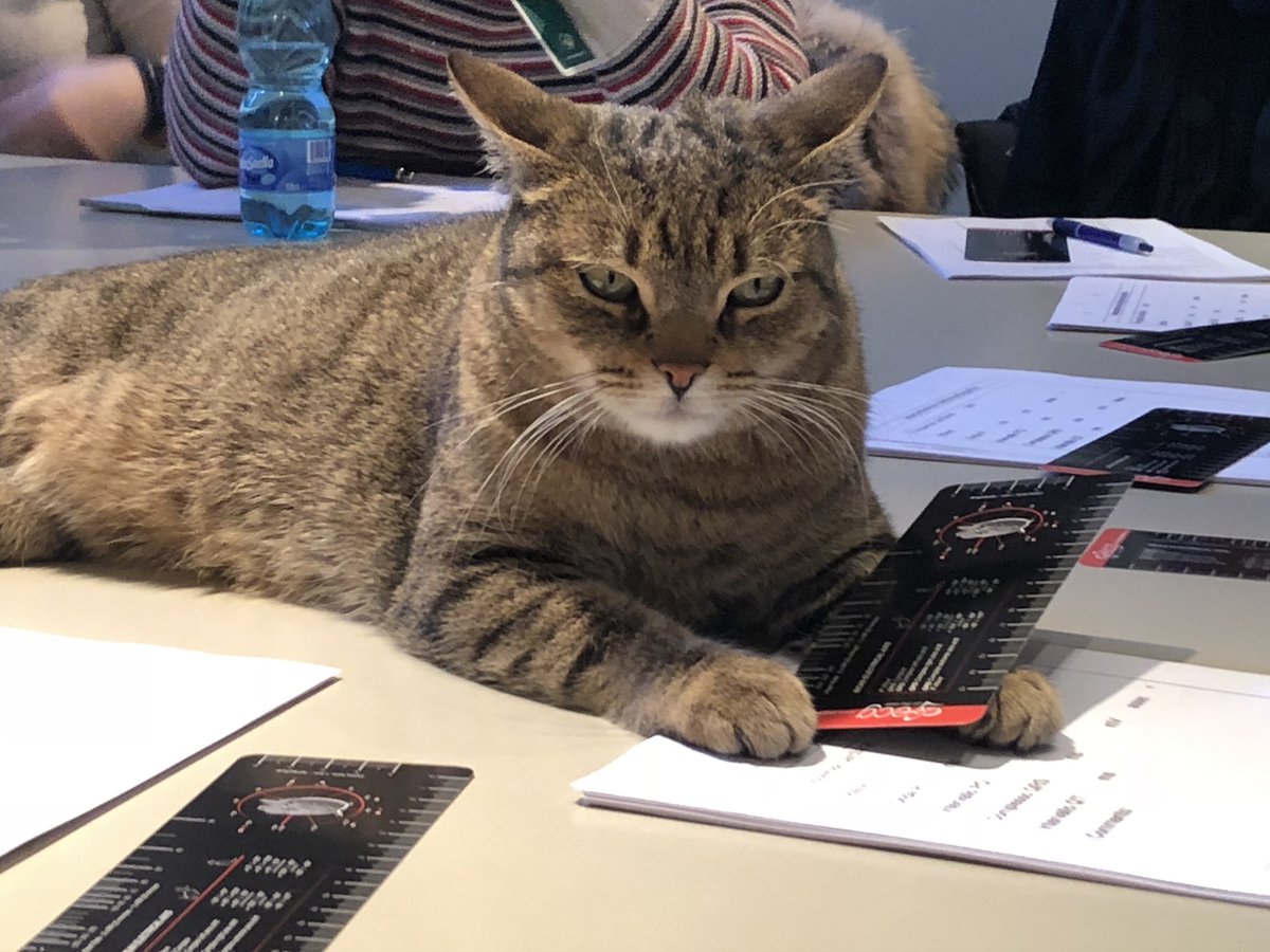roberto91083485's tweet photo. Difficult to study ecgs! Veterinary Arrhythmias’ Course-SCIVAC Cremona Italy #Veterinarians #VeterinaryProfession #Veterinary https://t.co/1BYwgwAW0V