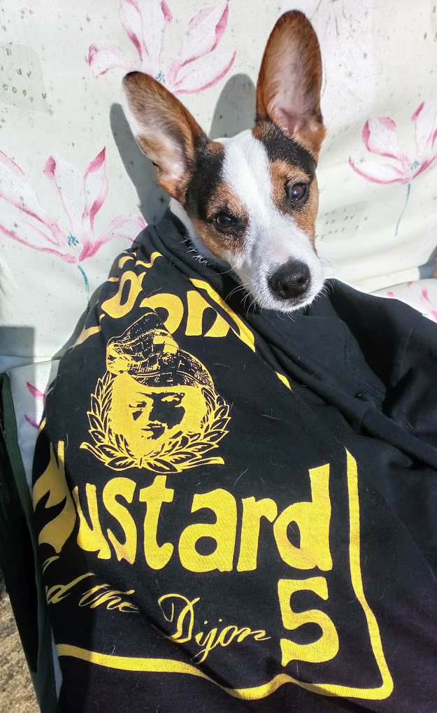 fruitbatwalton's tweet photo. The #Significant human is on his 3rd #BrainTumour pronouncement from today running round the living room with a t shirt over his head shouting hat trick - worst thing is it's my @colonel5mustard shirt...

He's such a div... https://t.co/qTr9qJc1Gn