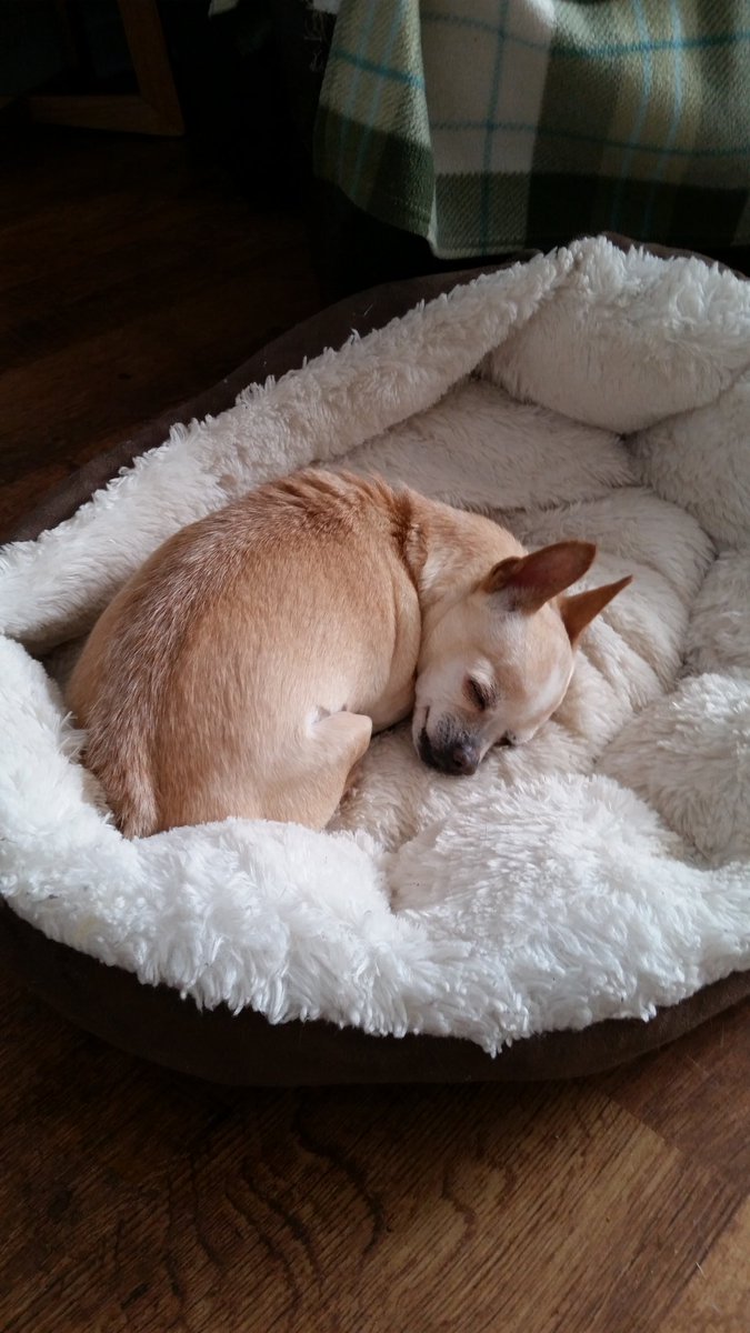 GoodOldTails's tweet photo. The tiniest angel https://t.co/pVHMIThV1E
