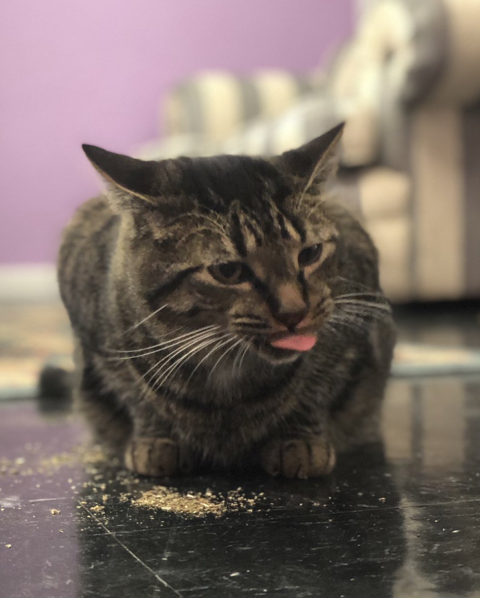 When the humans try to give you catnip that’s not Stoned Kitty... 👀