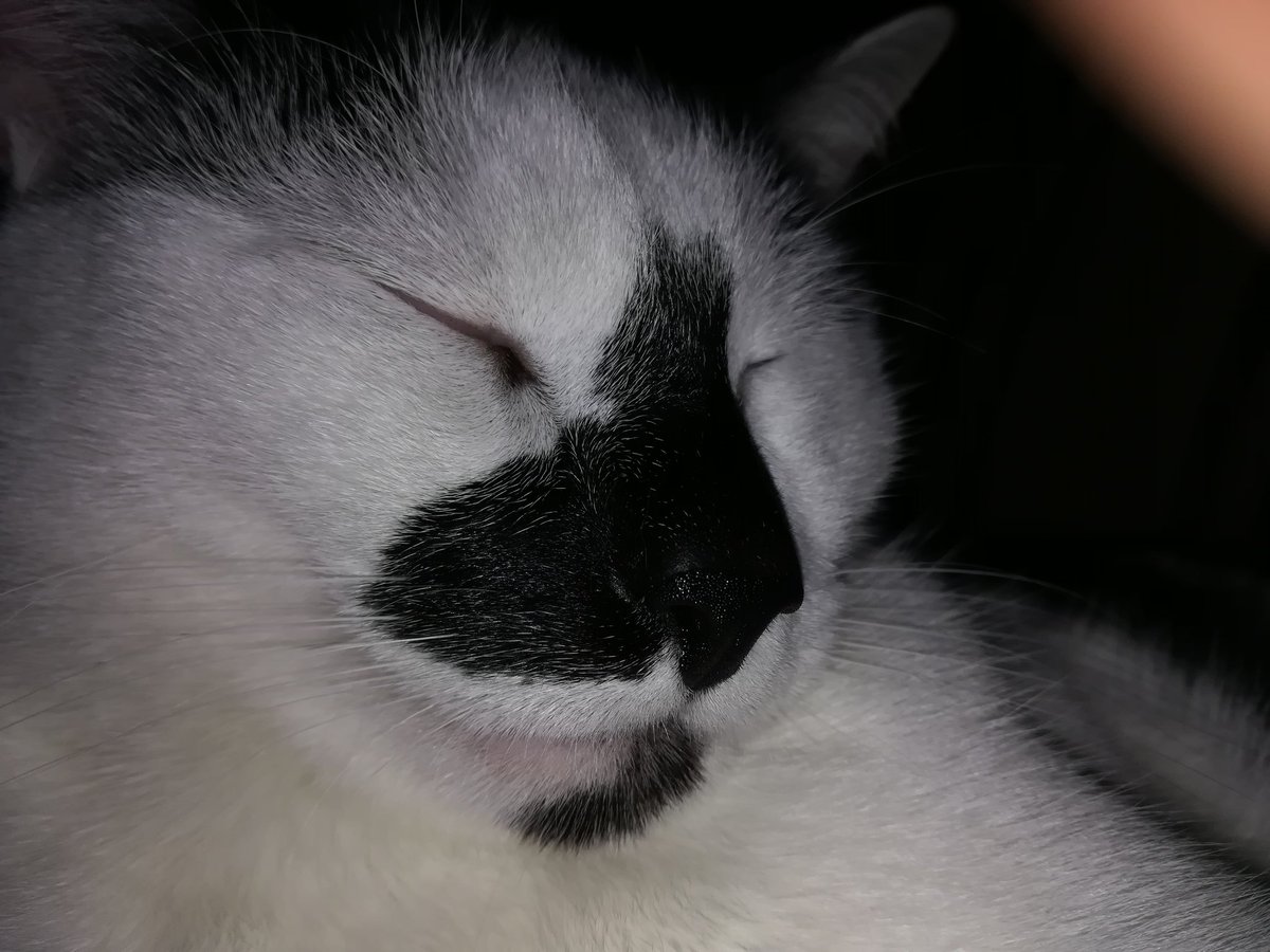 banbou57's tweet photo. #Pouky 😻 https://t.co/sCM8u99EmM