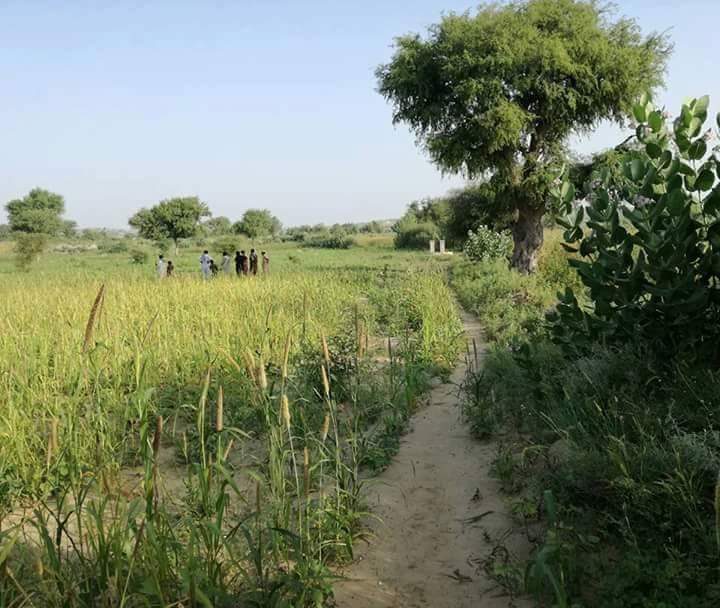 Suhail_G_'s tweet image. #SOmeClips #TharDevelopment #DevelopedSindh #PPP_Achievements

@BBhuttoZardari @FaryalTalpurPk @NisarKhuhro_SME  @MuradAliShahPPP @FatahBhutto 
@saleempppp @khalidbhuttoPPP @MohammedAminsh6 @Sonidada2 @Anth78604784