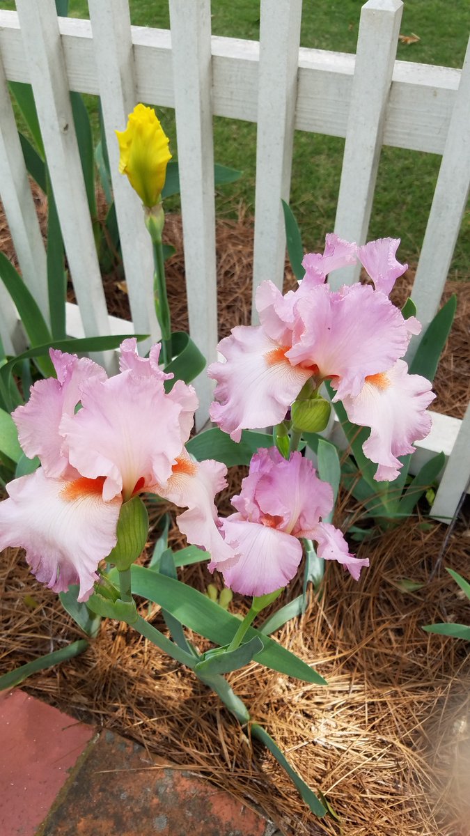 GA_OGM's tweet photo. Happy #MayDay! Georgia's April showers sure brought some beautiful May flowers to us here at the Mansion. We hope you're able to get out and enjoy our grounds soon! #exploregeorgia #milledgeville https://t.co/LDXaPoAMn8