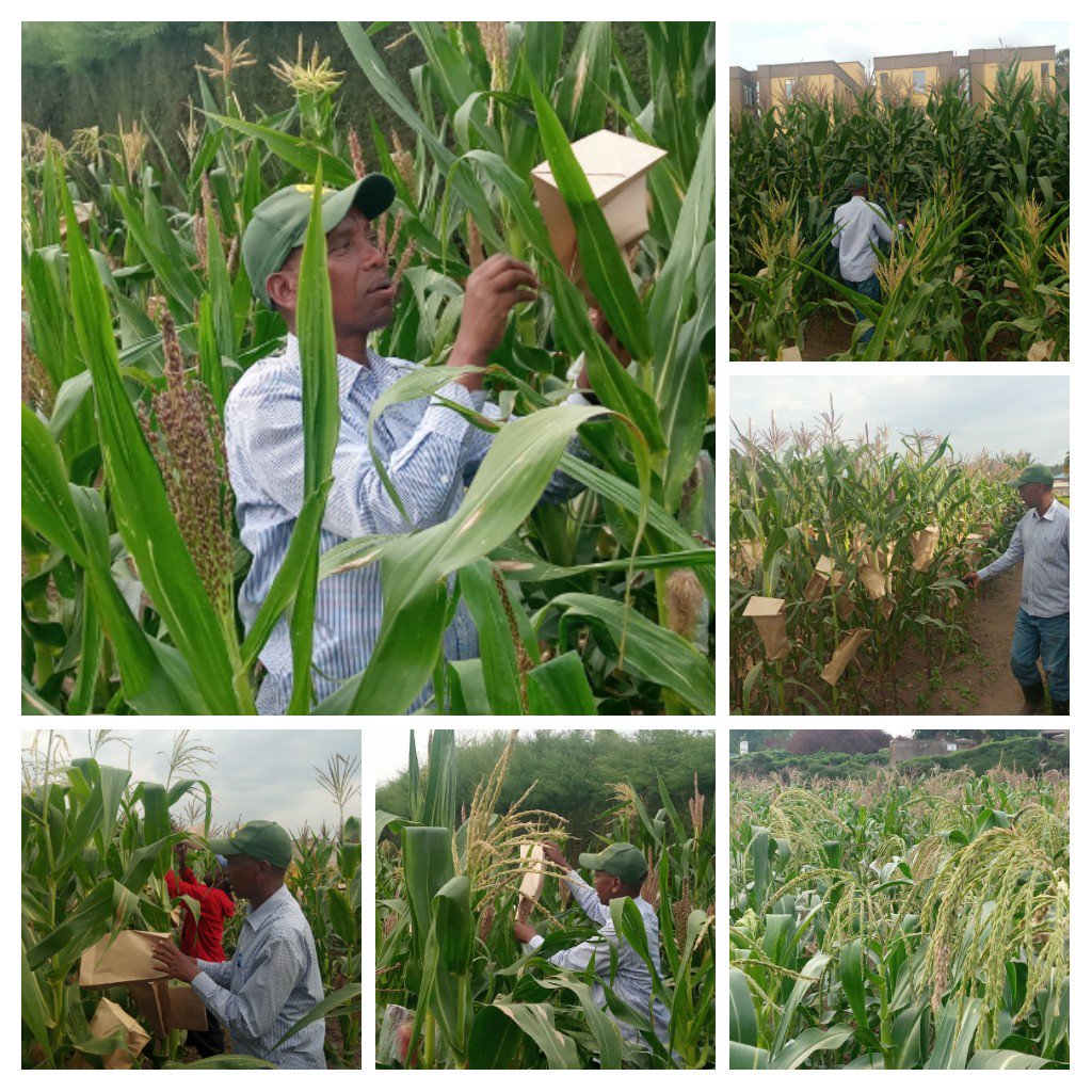 Izamuhaye's tweet photo. Meet Mr Gafishi Martin, the scientist behind the research activities on highland hybrid maize seed. Happy to have been working with him during my tenure at #RAB#NAZD. We are almost there@Martingafishi @RwandaAgriBoard #Localseedproduction https://t.co/g3l24tb2mr