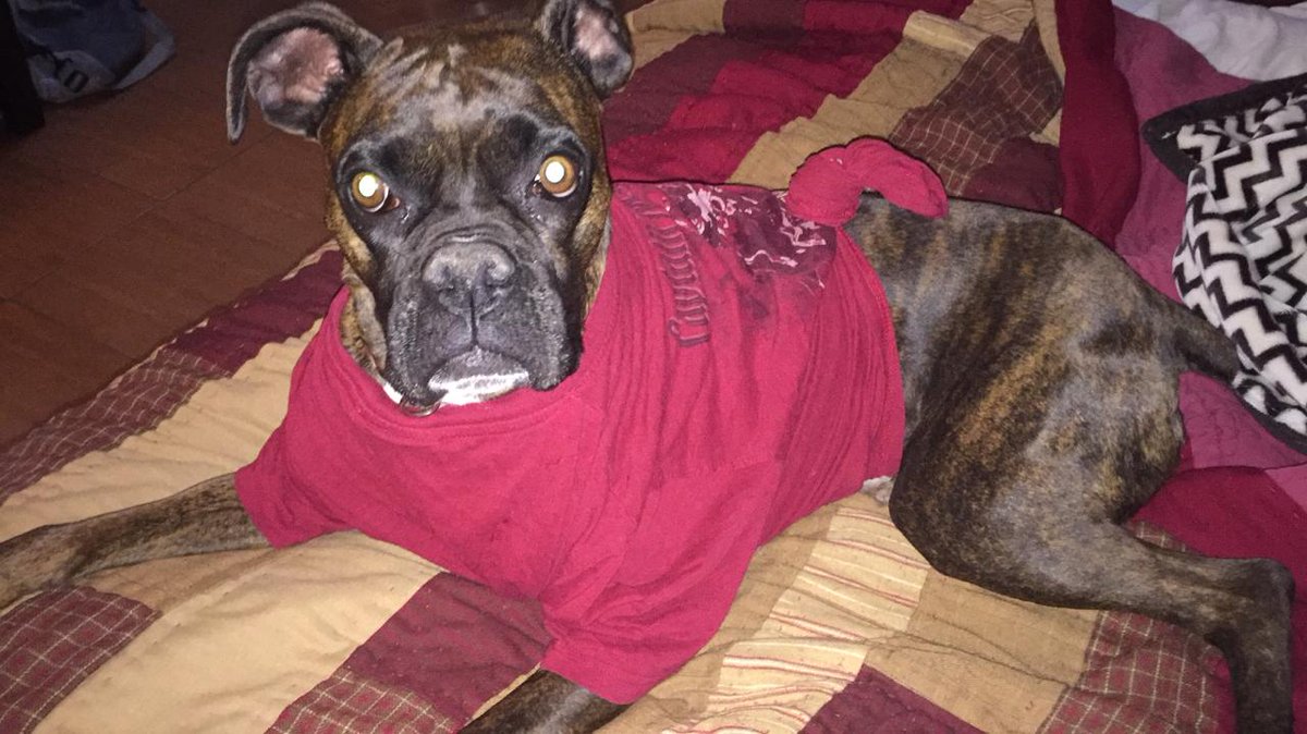 LlergoG's tweet photo. Mi #Pippa #miBoxer #boxerdogs #miconsentida https://t.co/5ZCfZt5MVi