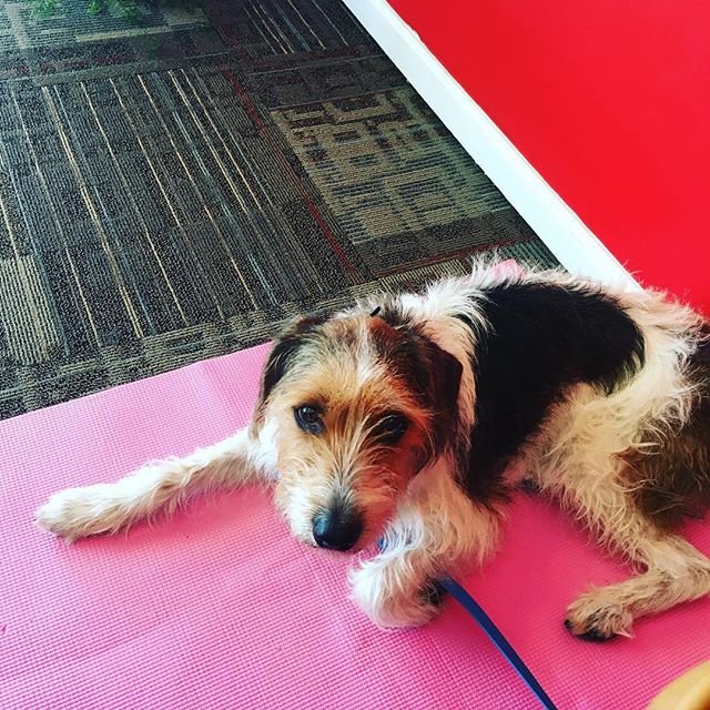 HappyHowiesInc's tweet photo. Working on place in a busy area while mom does some work! She says I’m a good boy!
#placetraining #dogtraining #balanceddogtraining #ecollartraining #happyhowies #ecollartechnologies #learningtobeagooddog #gooddog #wirefoxterrier #adopted ( #📷 @trust_me_im_thedogtor ) #friyay https://t.co/TxOEti6JMP