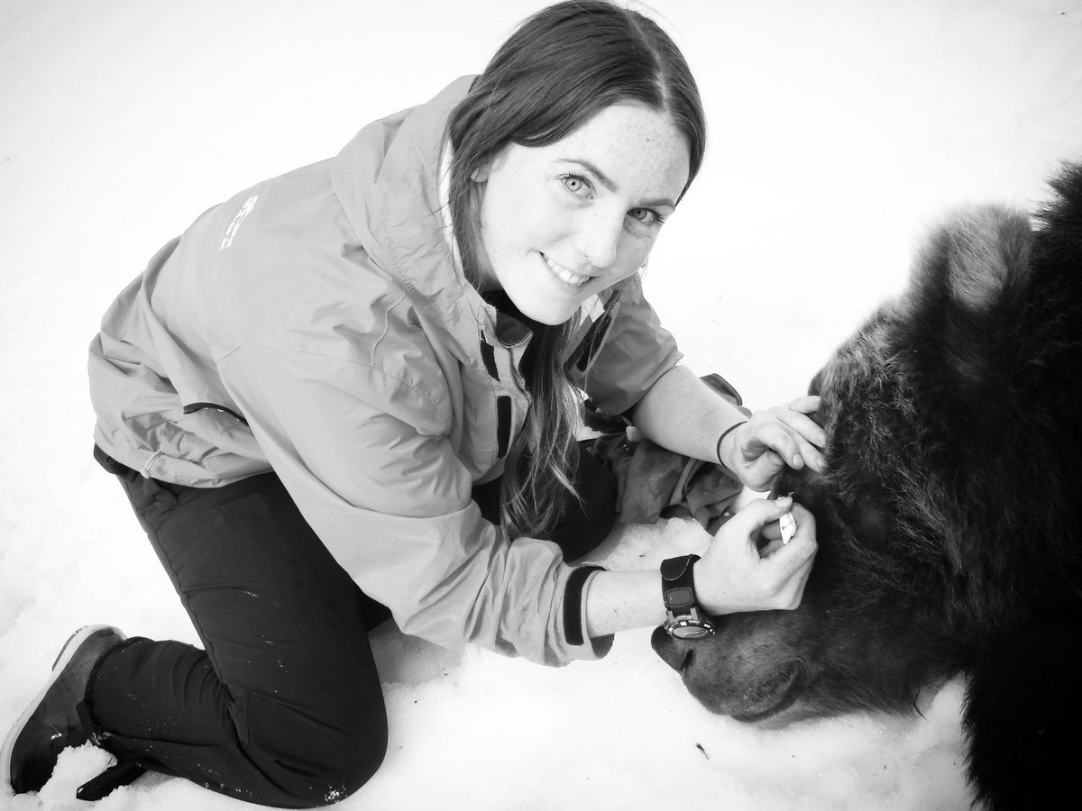 ShannonFinnega1's tweet photo. Currently working on my projects annual report...which means coming across bear capture pictures from last summer. Oh how I can't wait to return to Alaska 
#bearstuff #phdlife https://t.co/R3S5fFovbw