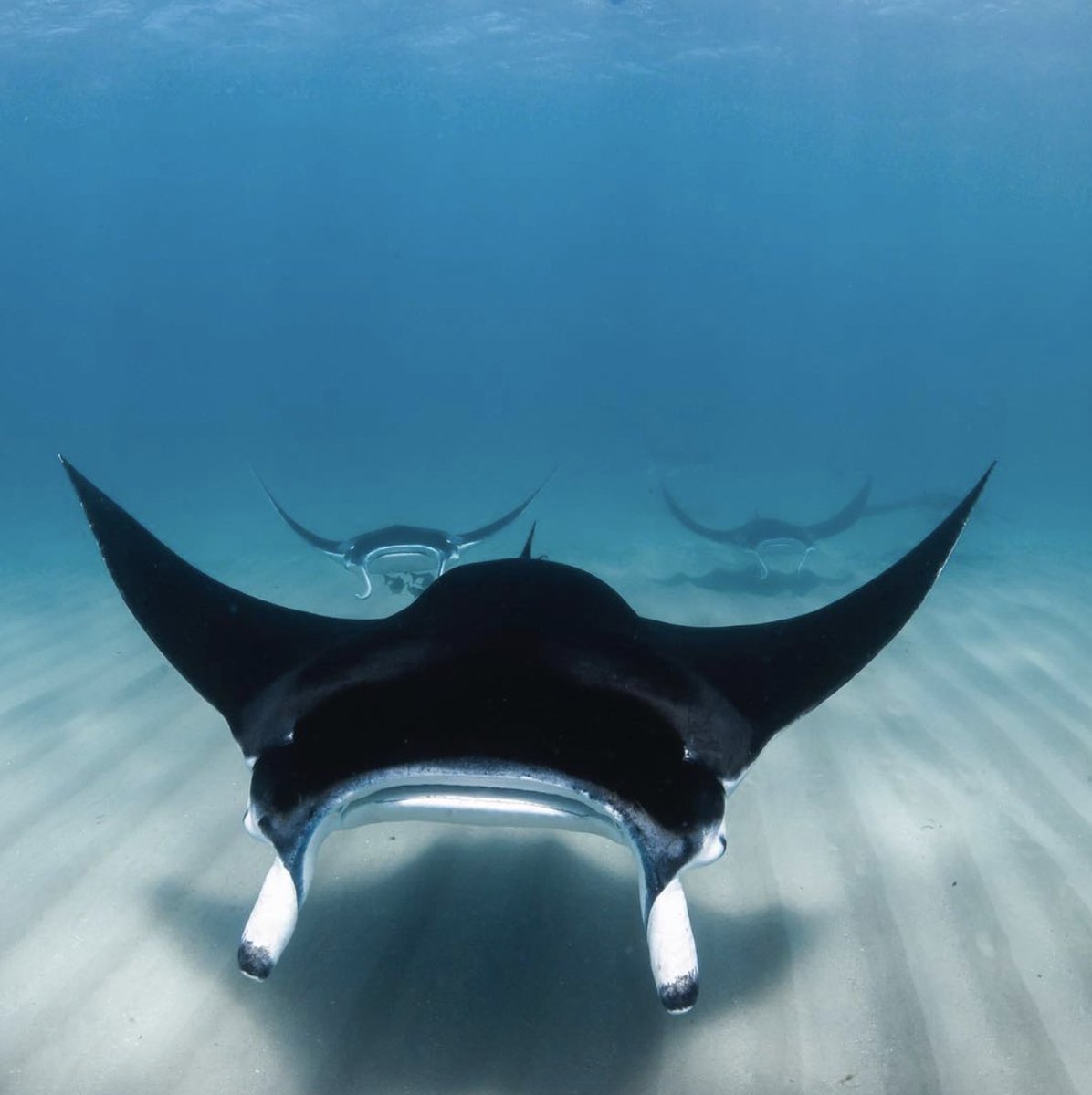 Majestic. Beautiful. Powerful. 

#Mantas are a magical representation of the wonder and diversity of all marine life, and why we need to collectively protect this world's #oceans so fiercely and passionately from ourselves. This beautiful photo was taken by Alexkydd Photo.