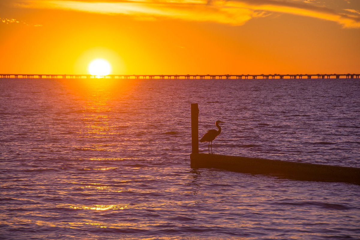 BeyondTheRain_'s tweet photo. Some recent beauties from Lake Pontchartrain! If you'd like to see more of my photos, please join me on Facebook where I share even more photos, stories, and more detailed descriptions. 💖🧡💛💚💙💜
https://t.co/sj0FxJXTrw

#LakePontchartrain
#Louisiana https://t.co/tfdlLOdw9U