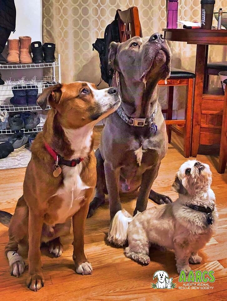 AARCS_Canada's tweet photo. #AARCS foster Rocco (left) learning the ways of the treat with his foster fur friends Trigger and Blue. #drool #standatattention #yyc https://t.co/feGn264bYp