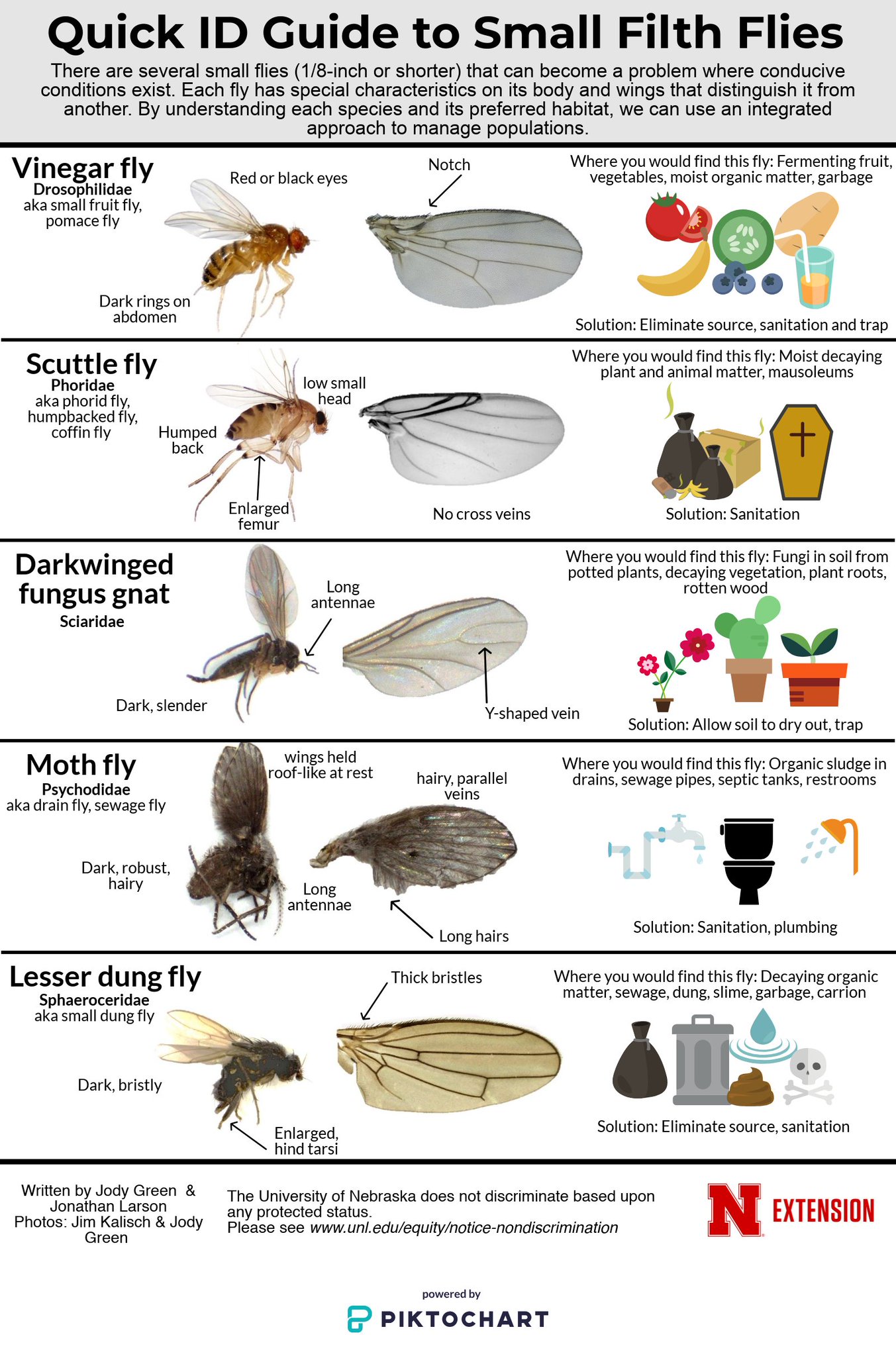 Types Of Gnats In House How To Get Rid Of Gnats In Your Home | Trusted