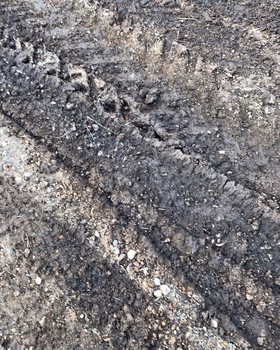 Chip Gaines (@chipgaines) on Twitter photo 11/01/2019 20:01:55 Mud and muck #farmLife Mud and muck #farmLife