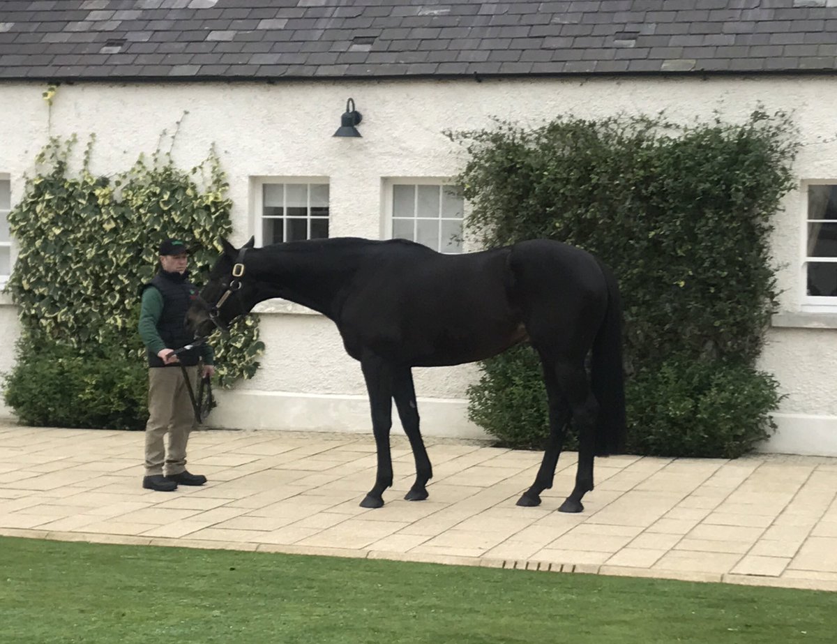HRIRacing's tweet photo. And they say you shouldn't #MeetYourHeroes 🤔

What a treat 😍for racing and breeding fans to get up close and personal with father and son Sea The Stars and Harzand at the beautiful @AgaKhanStuds Gilltown Stud today🌲

#IrishStallionTrail https://t.co/w4ZW0P9n5Y