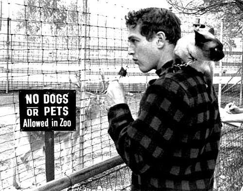 oldhllywoods's tweet photo. paul newman and his cat disobeying the rules https://t.co/KcKpdv3GQv