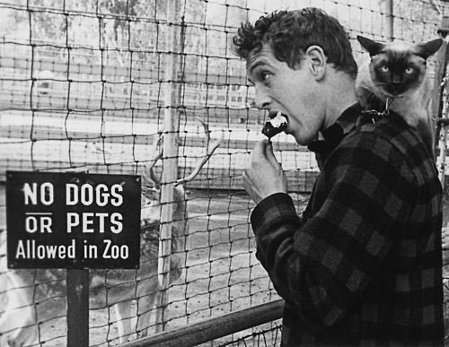 oldhllywoods's tweet photo. paul newman and his cat disobeying the rules https://t.co/KcKpdv3GQv