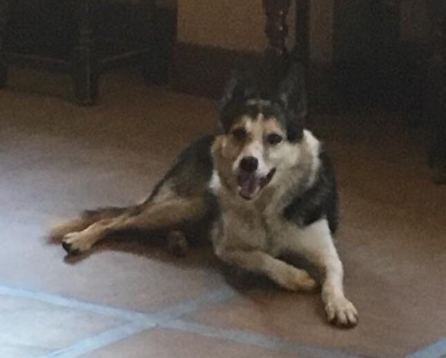 oldandfeelit's tweet photo. @wrexham Ronnie, A cross Border Collie has just bolted, scared of shots near Bersham Woods 🙁Owner in car looking for him..... pls let me know if spotted or found...Thanks all :-) https://t.co/jBVjNhPsh8