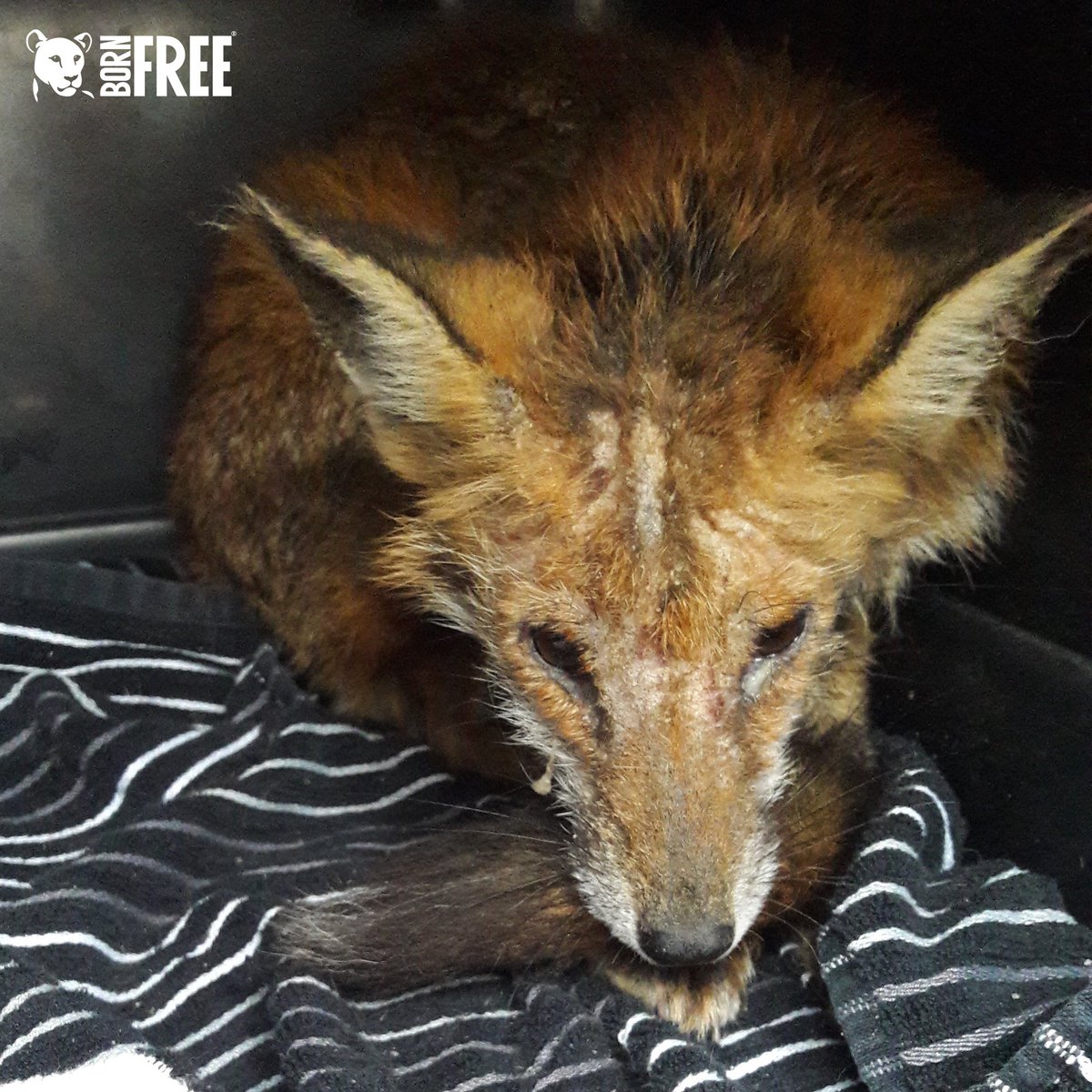 BornFreeFDN's tweet photo. MEET JOSEPH: Suffering with advanced mange, Joseph was discovered on a building site & taken to our friends, #TheFoxProject, for treatment & his eventual release back to the wild. Born Free also awarded TFP with a grant to construct a new cub unit! #KeepWildlifeInTheWild 🦊 https://t.co/bdN5eR7ezI