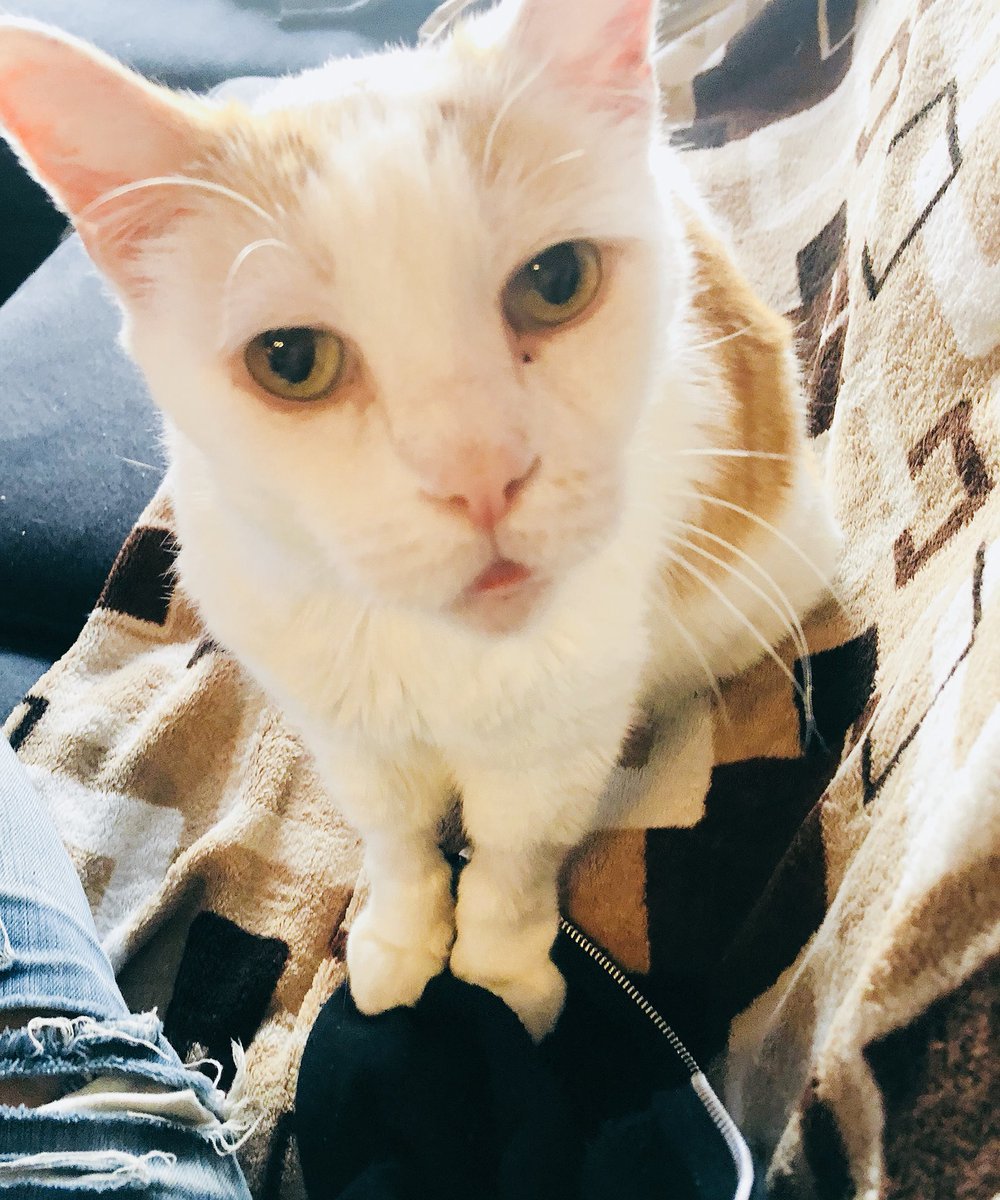 LoMeowChenko's tweet photo. Duuuuuddddessss.....My face when mom said I should cut back on the ‘nip.... 😾🌱🌿🌱

#NoWayMom #YouCutBack #YouCrayCray #’NipLife4Eva #CantStopWontStop #SendEdibles  #AndSnacks #AlwaysSendSnacks https://t.co/A1QRt4KFp0
