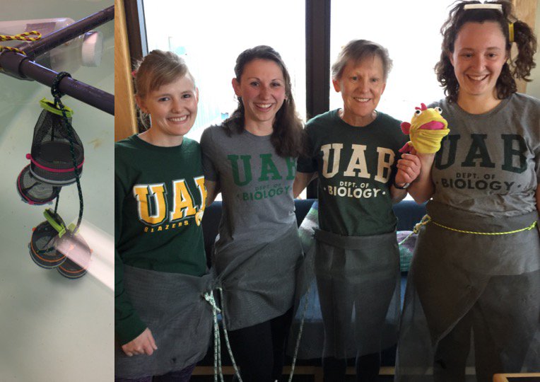 UABBiology's tweet photo. Dress up as amphipod hotels by @SabrinaHeiser in the #AmslerLab #UABinAntarctica #PhotoPhriday with @CurtisMichelleD @moaoae @ceciliabrothers https://t.co/h28cKAByeC