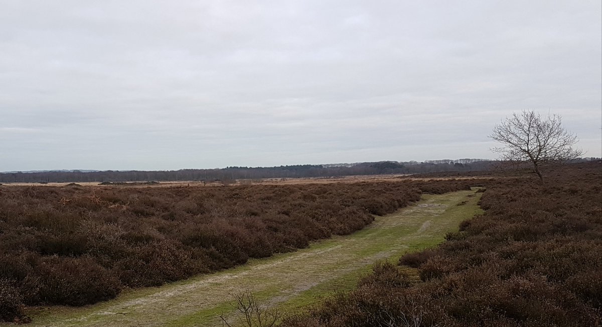 mattprince1969's tweet photo. Operation #snowflea begins.. somewhere here at Roydon Common is a fantastic tiny insect #supportnwt @supportnwt https://t.co/NFucT58GYh